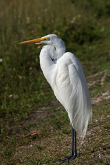 Silberreiher - [Ardea alba]