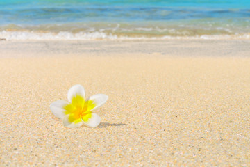 Fototapeta na wymiar Frangipani flower on a sandy beach with the sea shore in the background