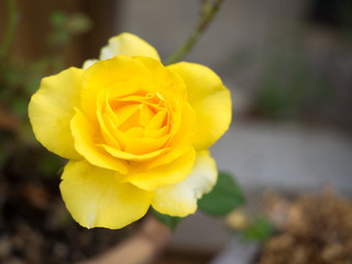 Beautiful yellow rose