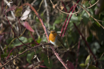 Robin Red Breast (Erithacus rubecula)