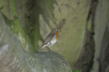 Robin Red Breast (Erithacus rubecula)
