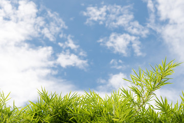 Bamboo leaves background