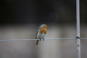 Robin Red Breast (Erithacus rubecula)