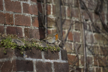 Robin Red Breast (Erithacus rubecula)