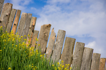 Fototapeta premium Views on palisade from wooden boards. Fence is a village full of flowers. Rural life outside the city. Landscape on bright flowers and a wooden fence on a ranch. Pasture for livestock.
