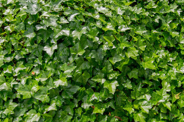 Fototapeta na wymiar Green Ivy Texture