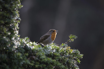 Robin Red Breast (Erithacus rubecula)