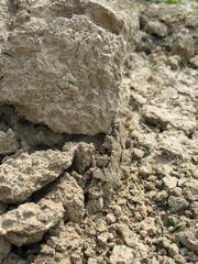 Close-up of a dry land