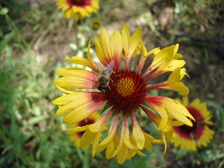 Red and orange gaillardia flower with hoverfly