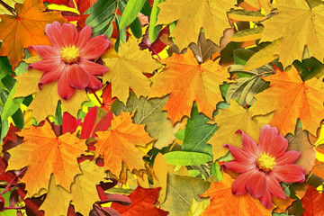 Naklejka na ściany i meble abstract background of autumn leaves. flowers dahlias;