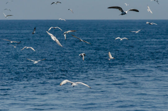 flock of seagulls flying in the sea, selective focus