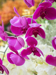 Fototapeta na wymiar Orchid Flower, Beautiful Orchid Is considered the queen of flowe