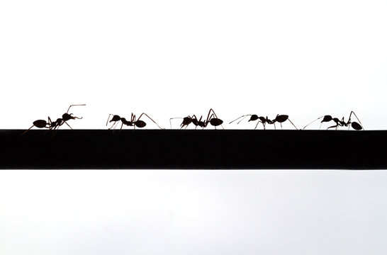 silhouette of ant
