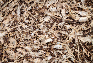 dead fish remaining bone only