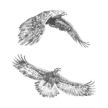 Freehand sketch of flying eagle. Hand drawn on white background. Vector illustration