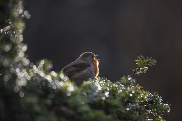 Robin Red Breast (Erithacus rubecula)