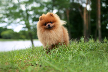 Pomeranian dog on a walk. Dog outdoor. Beautiful dog