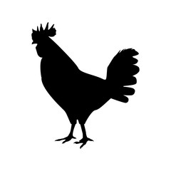 hen animal farm isolated icondesign 