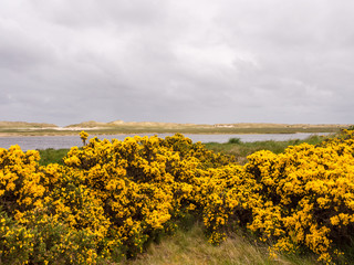 Beautiful yellow gorse at Lossiemouth, Morray Firth, Scotland, UK,
