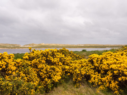 Beautiful yellow gorse at Lossiemouth, Morray Firth, Scotland, UK,