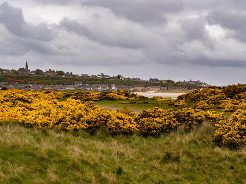 Beautiful yellow gorse at Lossiemouth, Morray Firth, Scotland, UK,