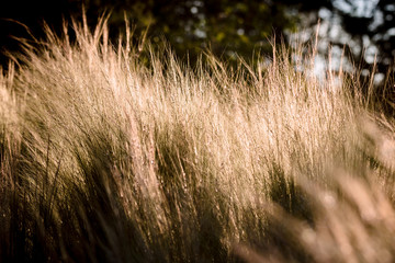 Stipa tenuifolia ou Cheveux d'ange