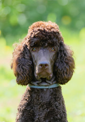 Poodle portrait in the summer with bright green background. Brown standard poodle sitting on the grass with smart look in its eyes.
