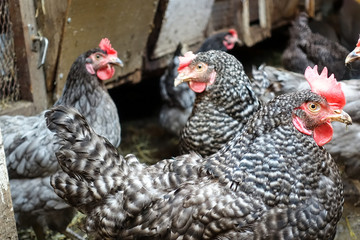 The hens in the barn