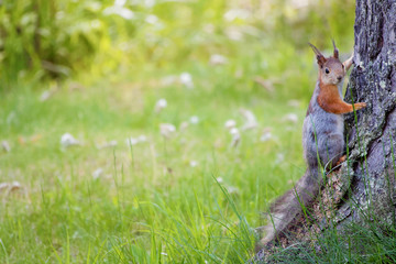Small squirrel on the ground at summer. Warm green colors and blurred background. A wallpaper type image with lots of negative space and room for copy.