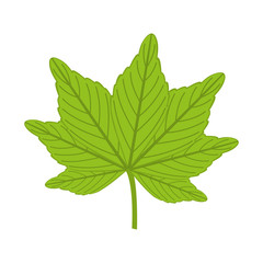 plant leaves isolated icon design