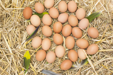 Huevos de gallina  huevos sobre la paja, plumas con los huevos