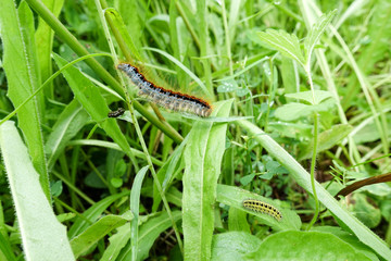 Caterpillars