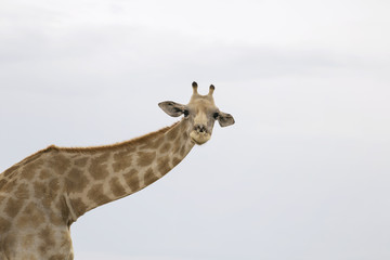 Giraffe neck