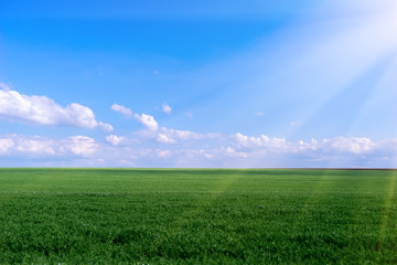 Fototapeta na wymiar young green pea field, blue sky and sun rays