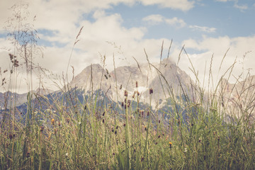 Sommerwiese, Berge im Hintergrund, retro