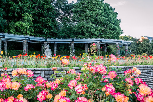 La roseraie du parc de la T&ecirc;te d'Or &agrave; Lyon