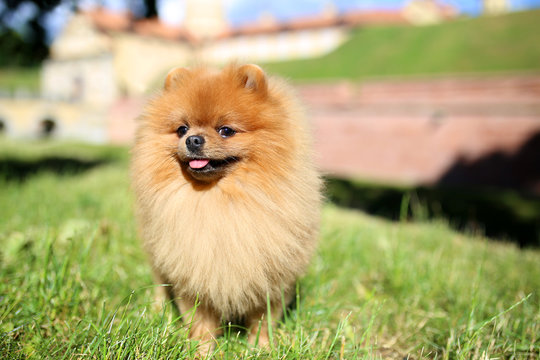 Pomeranian dog on a walk. Dog outdoor. Beautiful dog