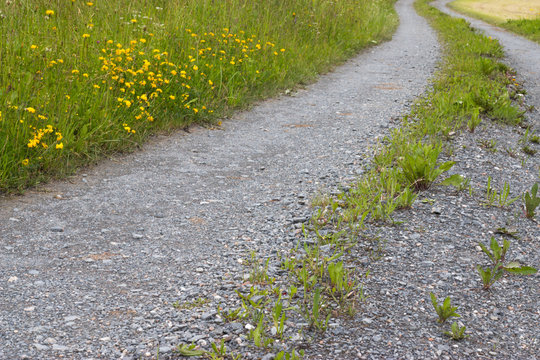 Feldweg und Sommerwiese