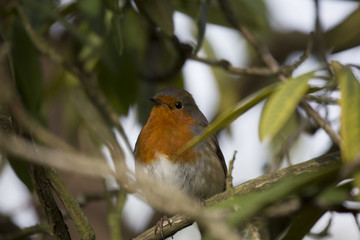 Robin Red Breast (Erithacus rubecula)