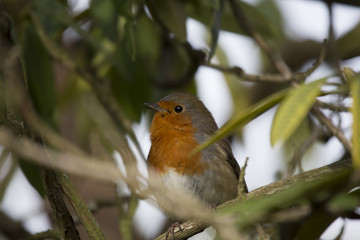 Robin Red Breast (Erithacus rubecula)