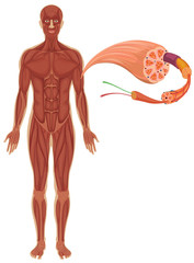 Human with muscle diagram