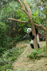 Giant panda looking their lunch