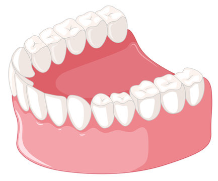 Teeth model  on white background