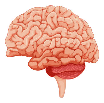 Close up on brain anatomy