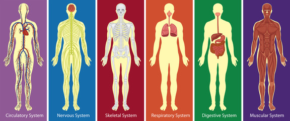 Different systems of human body diagram