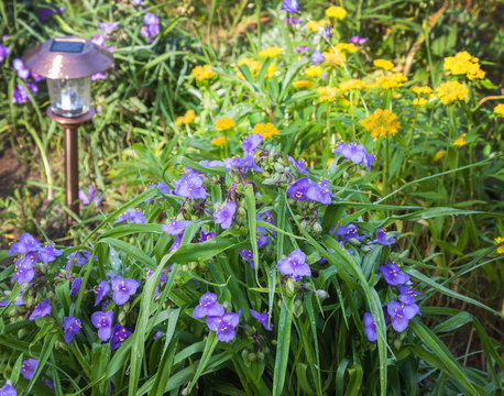 Tradescantia and sedum aizoon on the summer flowerbed