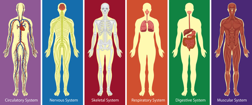 Different systems of human body diagram