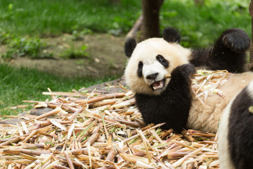 Obraz premium The cute panda eating bamboo