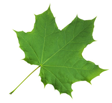 Maple Leaf isolated - Green