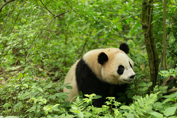 Fototapeta premium The giant panda in forest